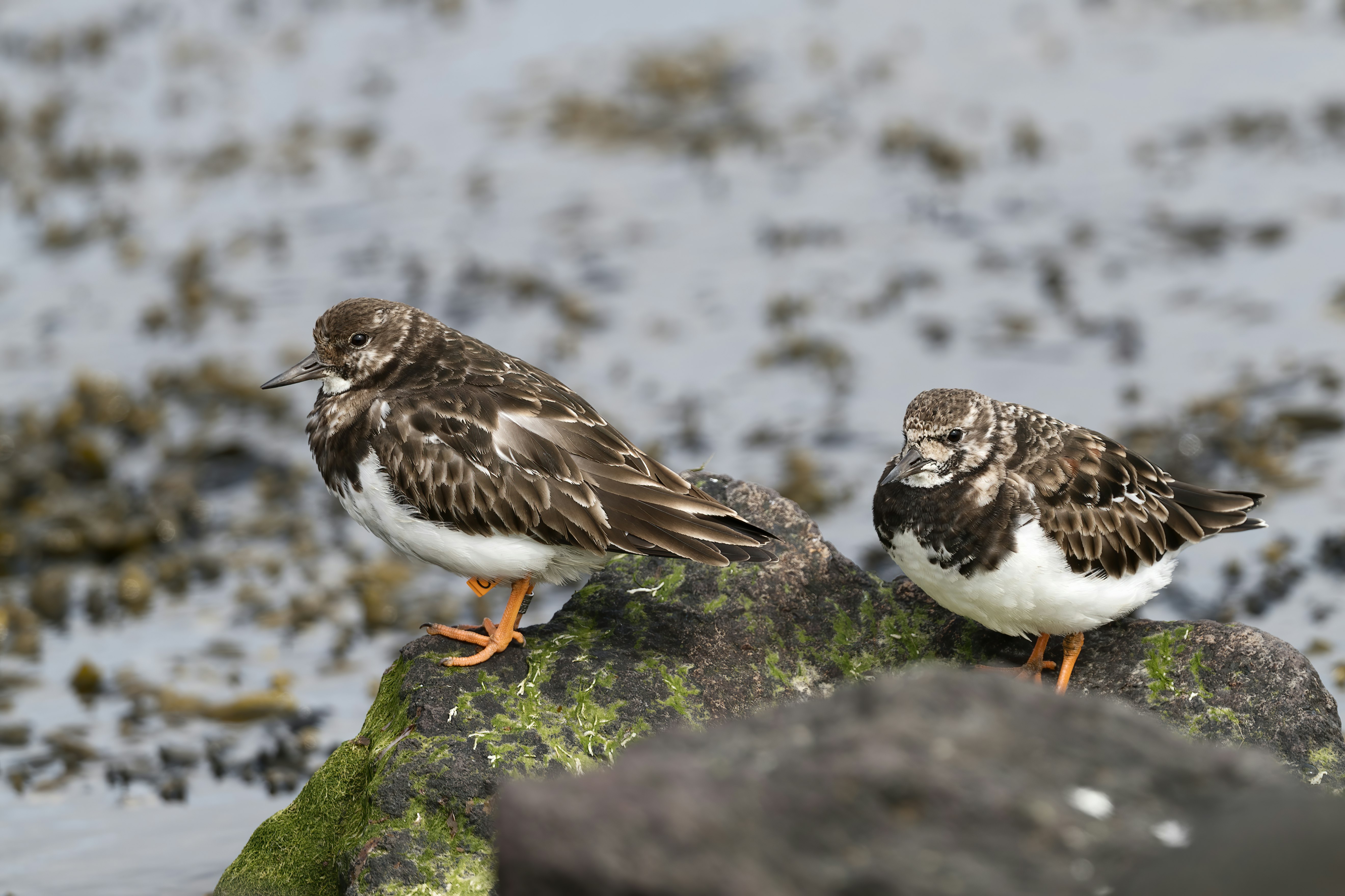 white and brown bird on rock